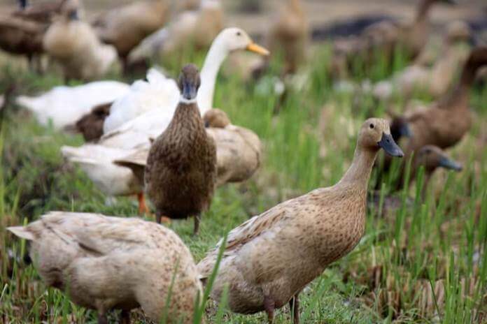 Pelatihan Budidaya Bebek Petelur Dan Daging