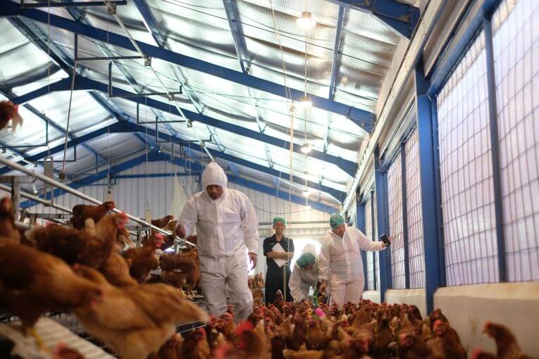 Pelatihan Budidaya Ayam Petelur