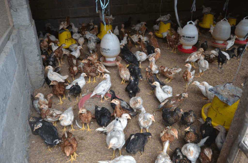 budidaya ayam