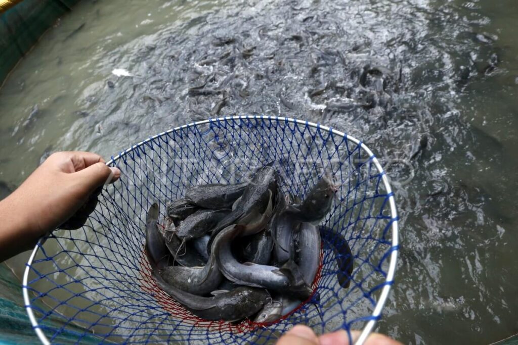 Pelatihan Budidaya Ikan Lele
