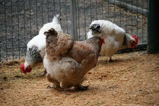 budidaya ayam potong